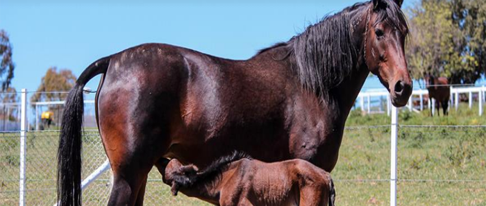 Harness Racing Australia Database Examination of Ten Years of South Australian Harness Racing Data ...