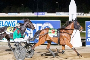 Top trotter out to land another country cup at Bendigo - Harnessbred