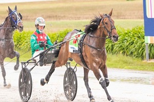 Harry’s back at the track and ready to show us what he’s got - Harnessbred
